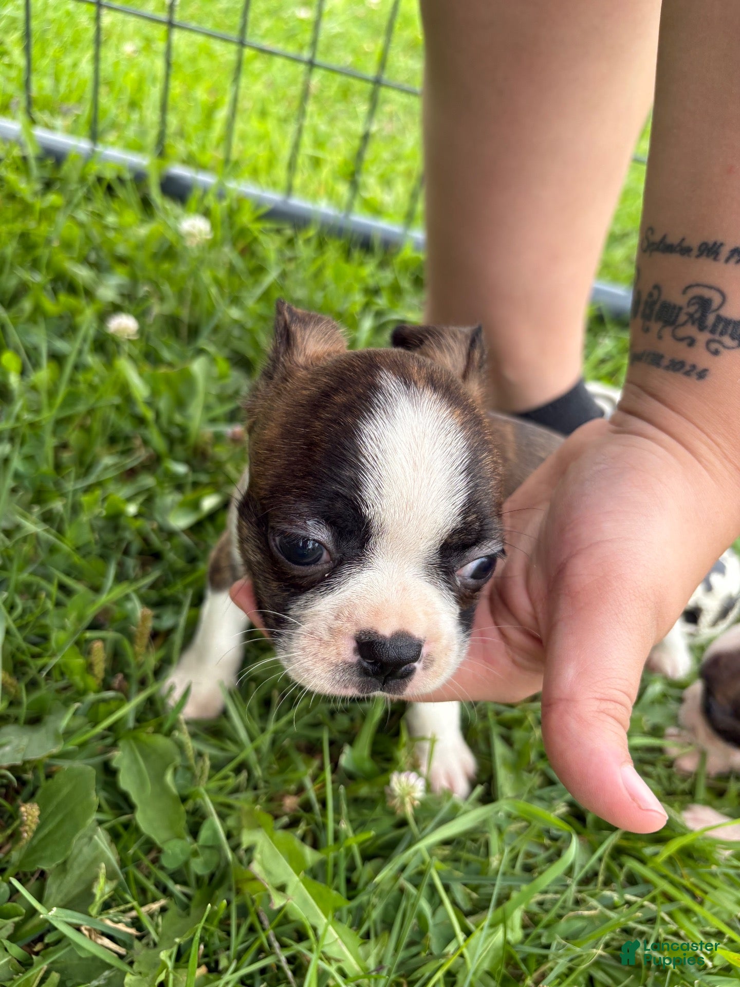 Boston Terrier dogs Boston Terrier 3 - Ad 8