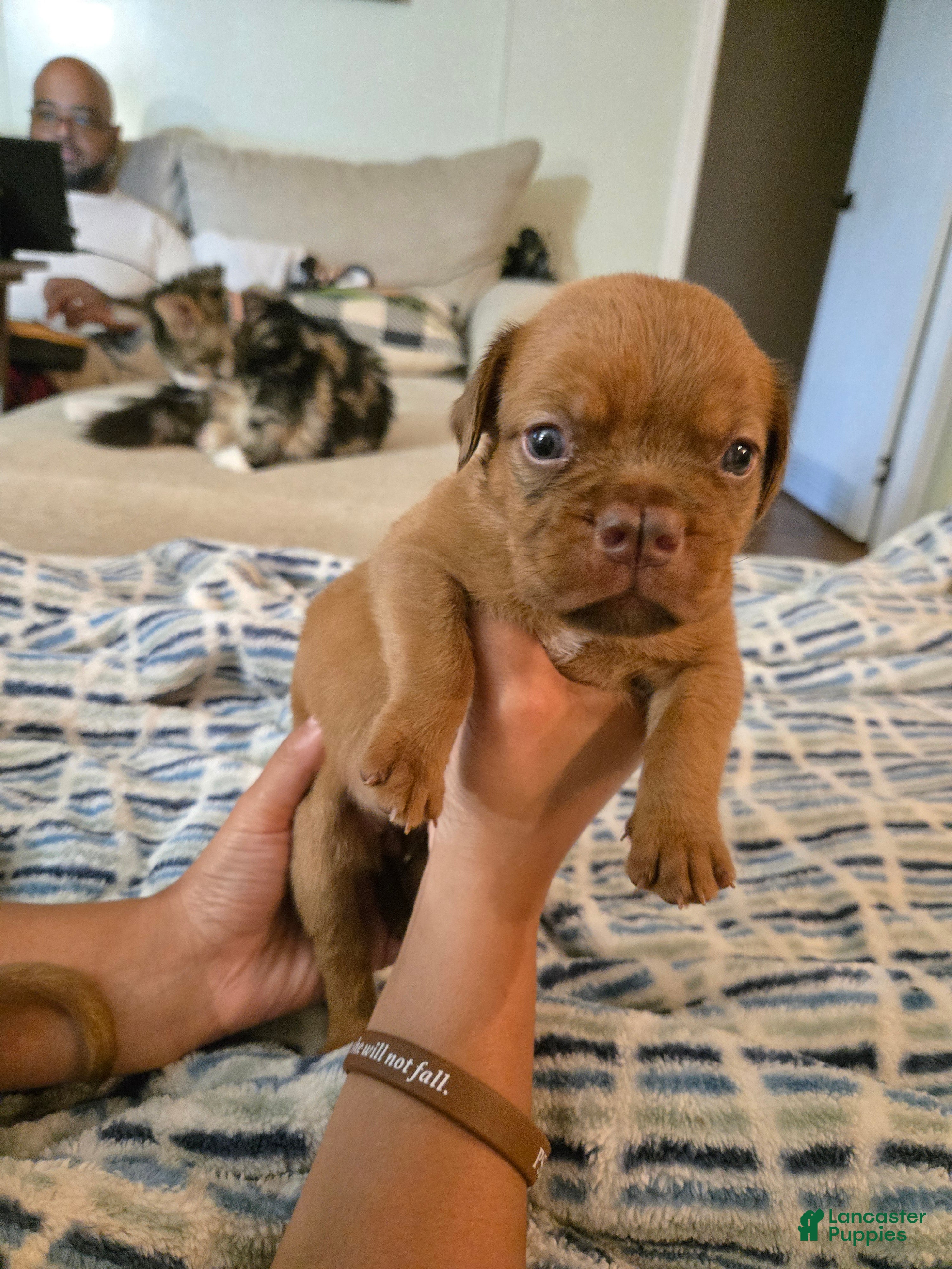 Bullmastiff dogs Red Female - Ad 1