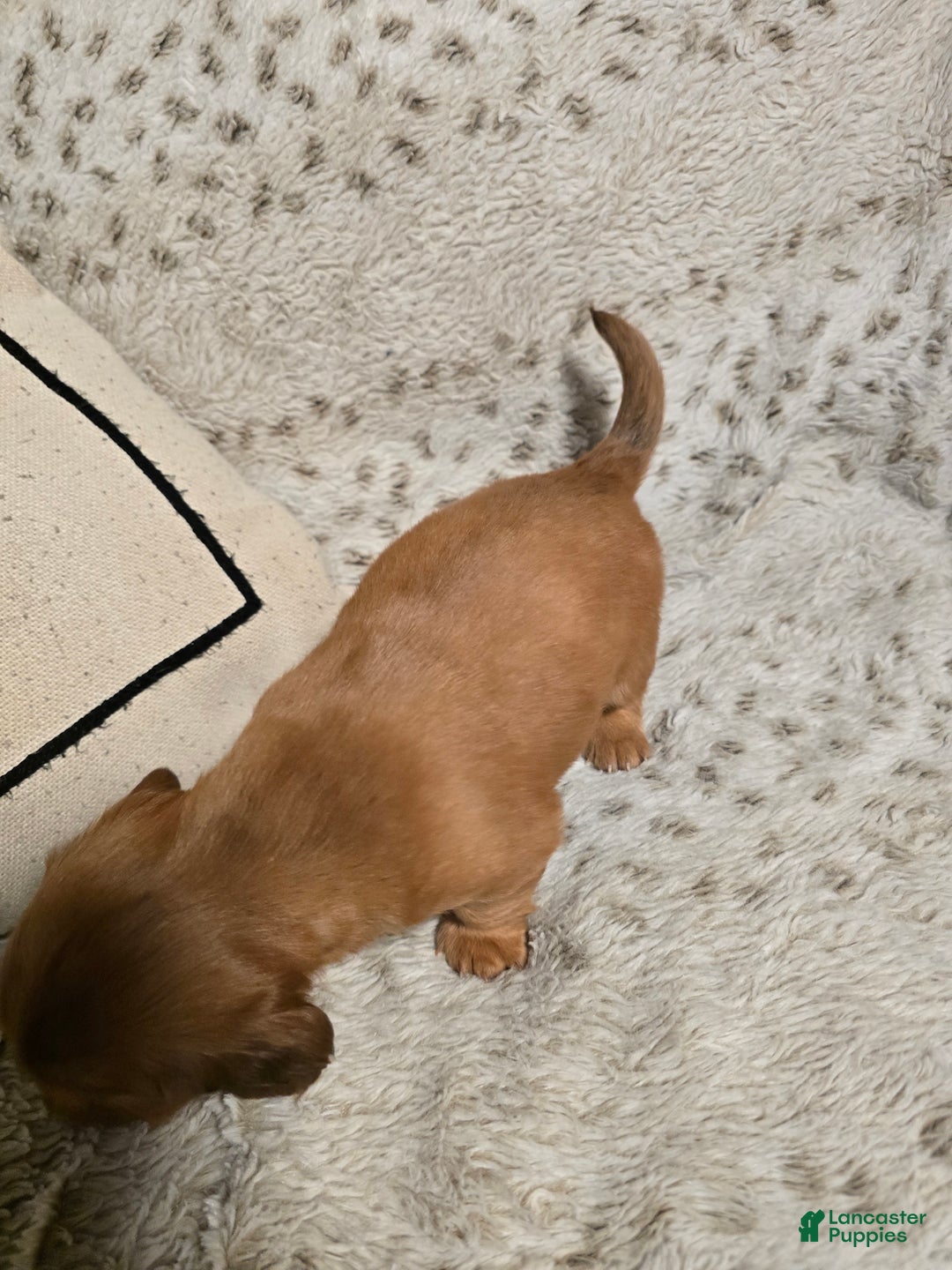 Miniature Dachshund dogs for sale: Duke - Ad 4