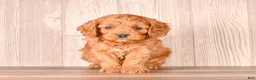 Cavapoo dogs for sale: FORD - Ad 1