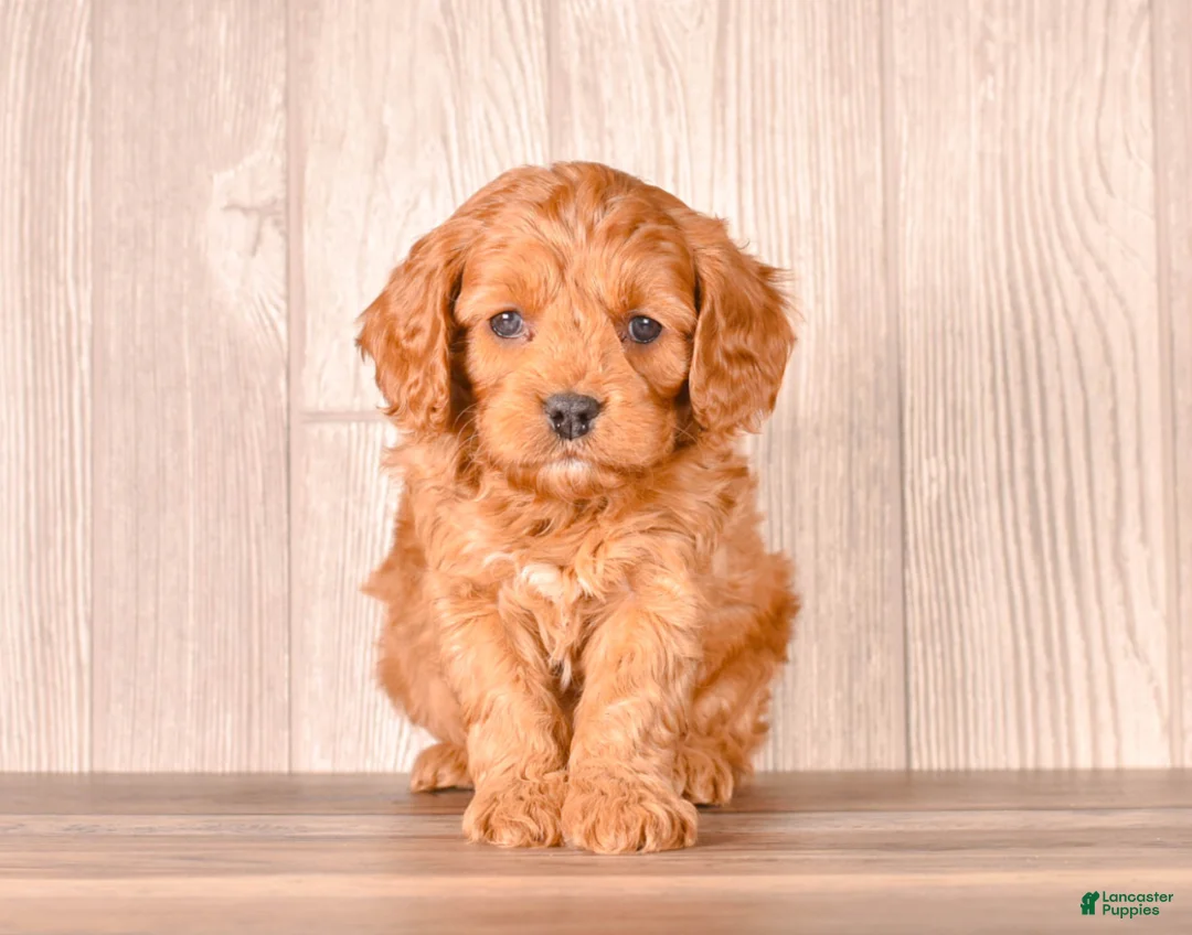 Cavapoo dogs for sale: FORD - Ad 1
