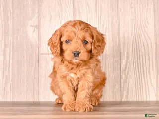 Cavapoo dogs for sale: FORD - Ad 3