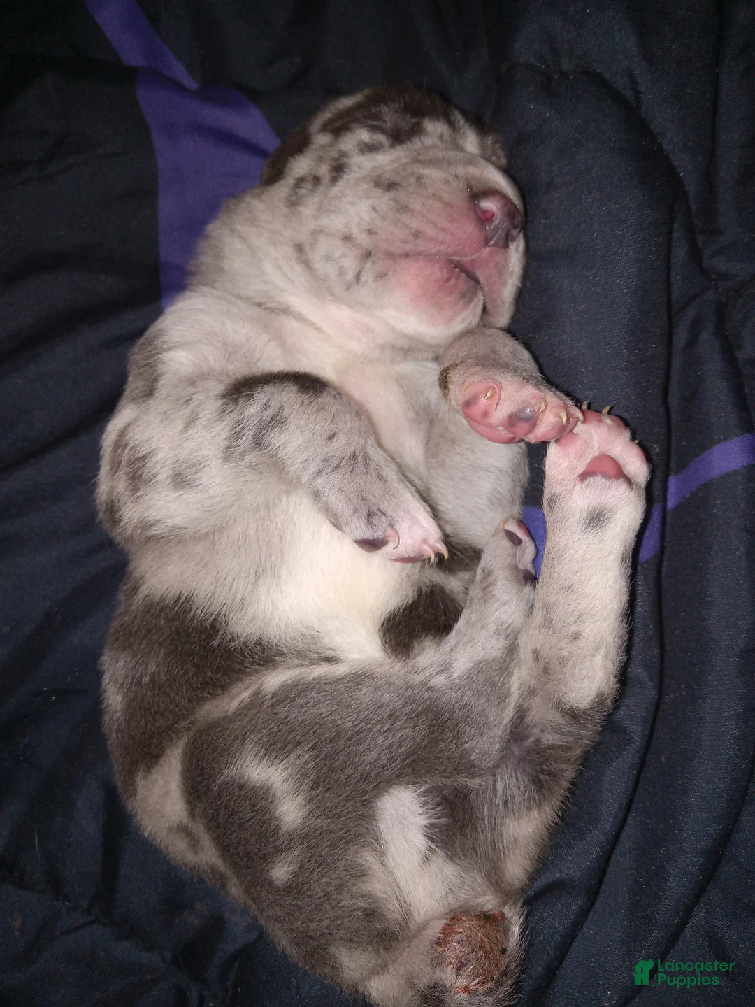 Daniff dogs for sale: NEEKO-Daniff Puppy 4 - Ad 2
