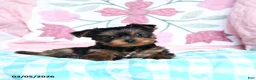 Yorkshire Terrier dogs for sale: Charlotte - Ad 1