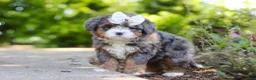 Mini Bernedoodle dogs for sale: Sadie - Ad 4