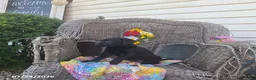 Labrador Retriever dogs for sale: Kate - Ad 7