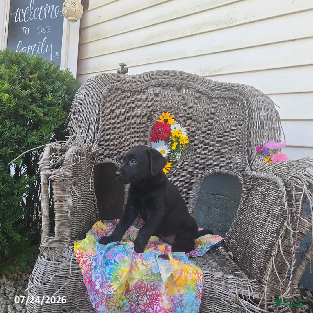 Labrador Retriever dogs for sale: Kate - Ad 7
