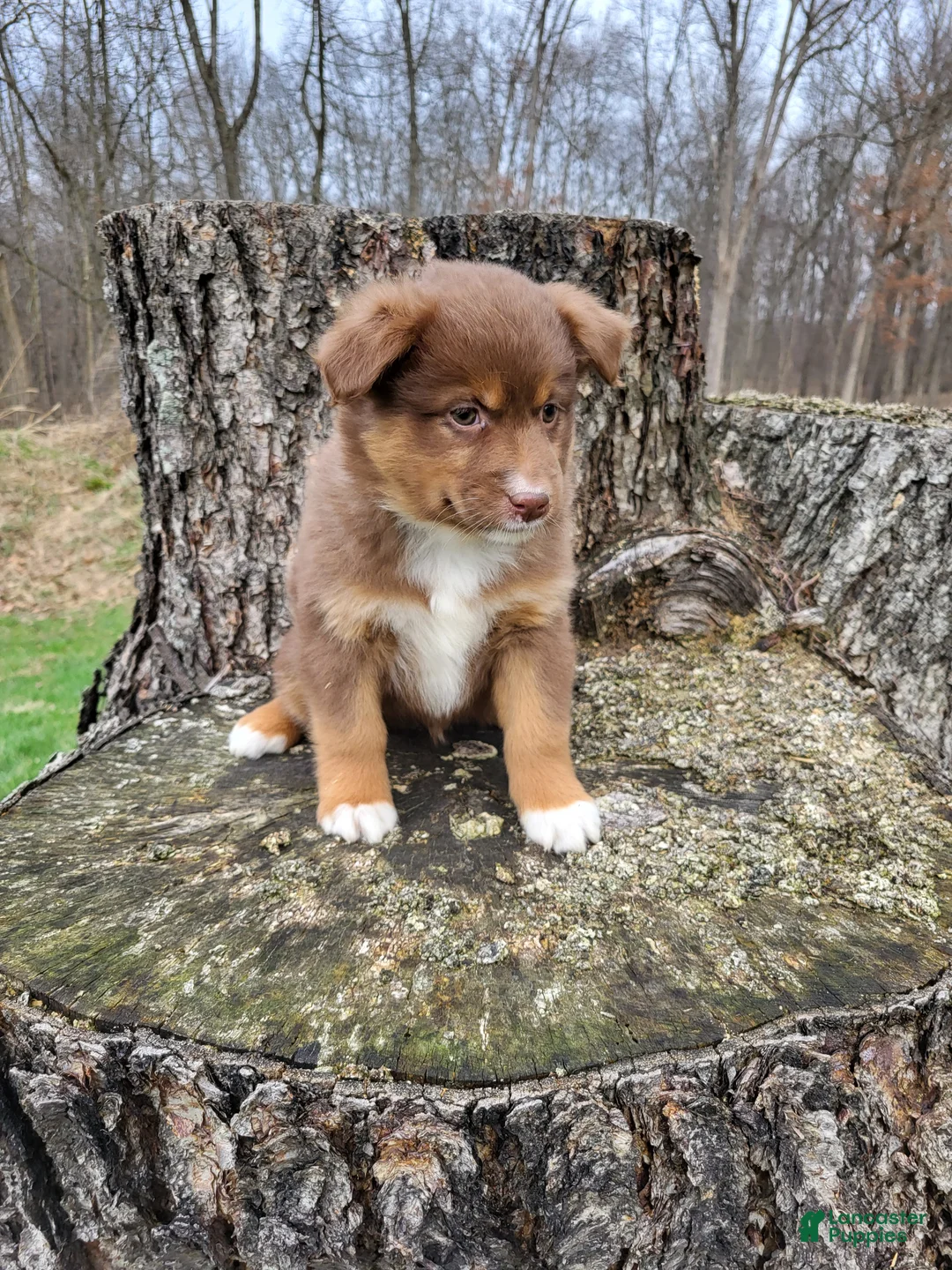 Australian Shepherd dogs for sale: Dixie - Ad 2