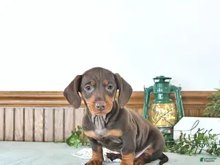 Miniature Dachshund dogs Bailey - Ad 4
