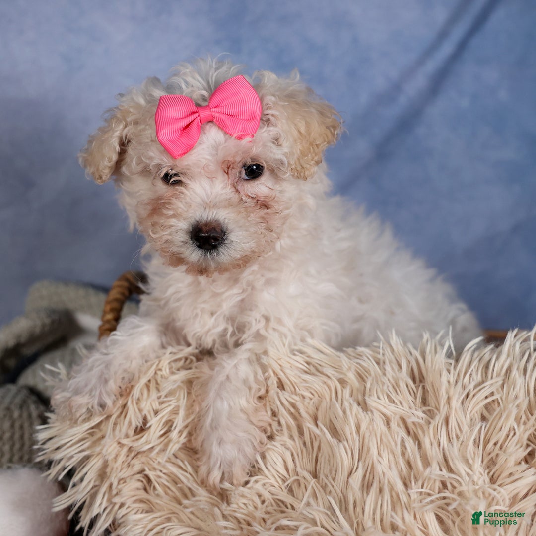 Yochon dogs for sale: NANA - Ad 12