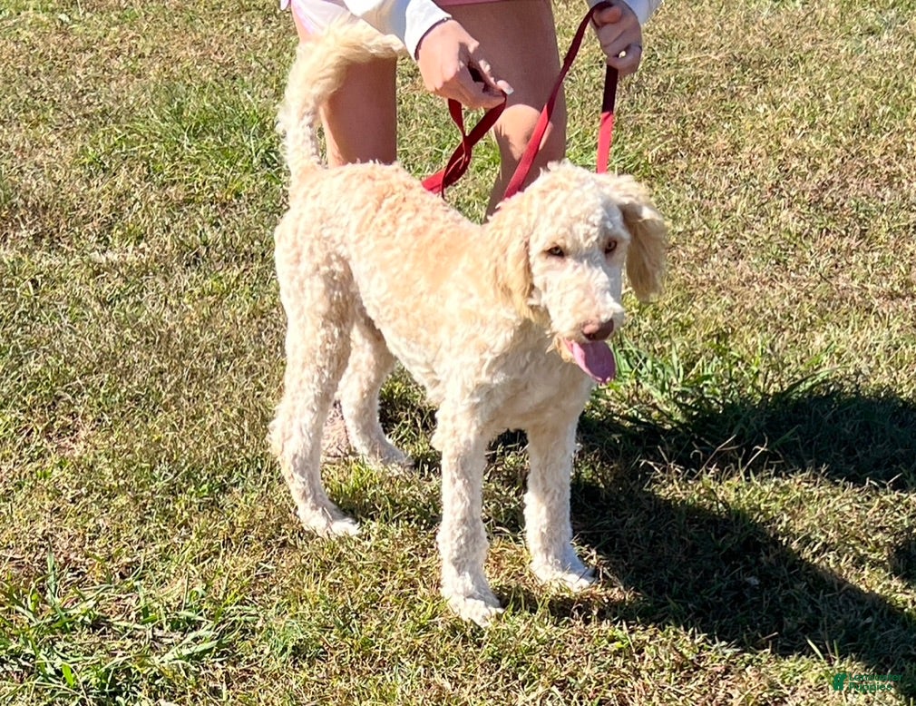 Labradoodle dogs Waffles - Ad 23