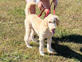 Labradoodle dogs Waffles - Ad 23