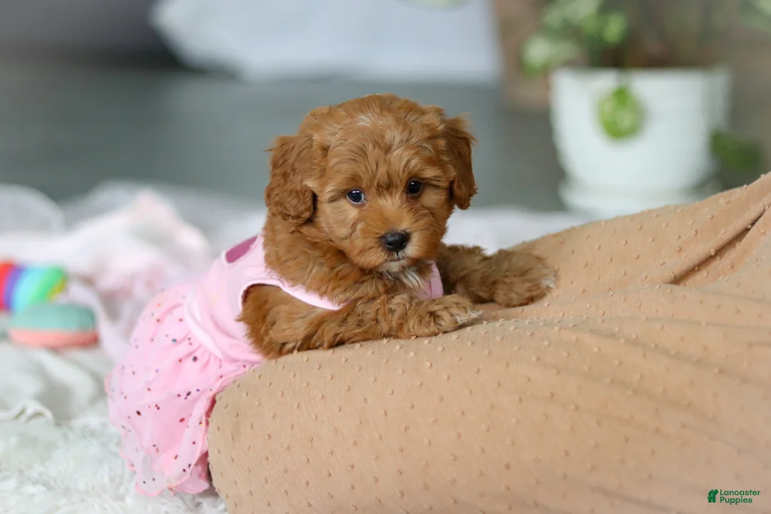Cavapoo dogs for sale: Maggie - Ad 10