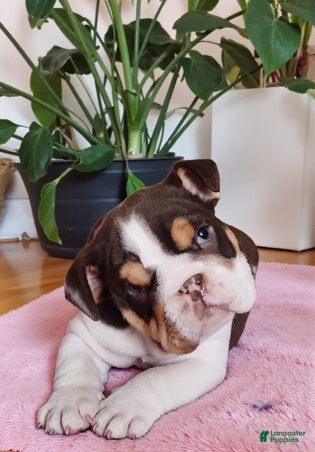 English Bulldog dogs for sale: Health clear Snickers  - Ad 11