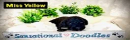 Goldendoodle dogs for sale: Miss Yellow - Ad 1
