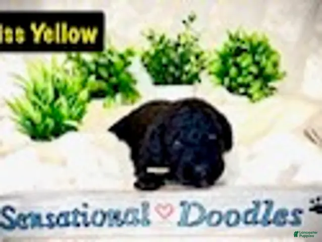 Goldendoodle dogs for sale: Miss Yellow - Ad 1