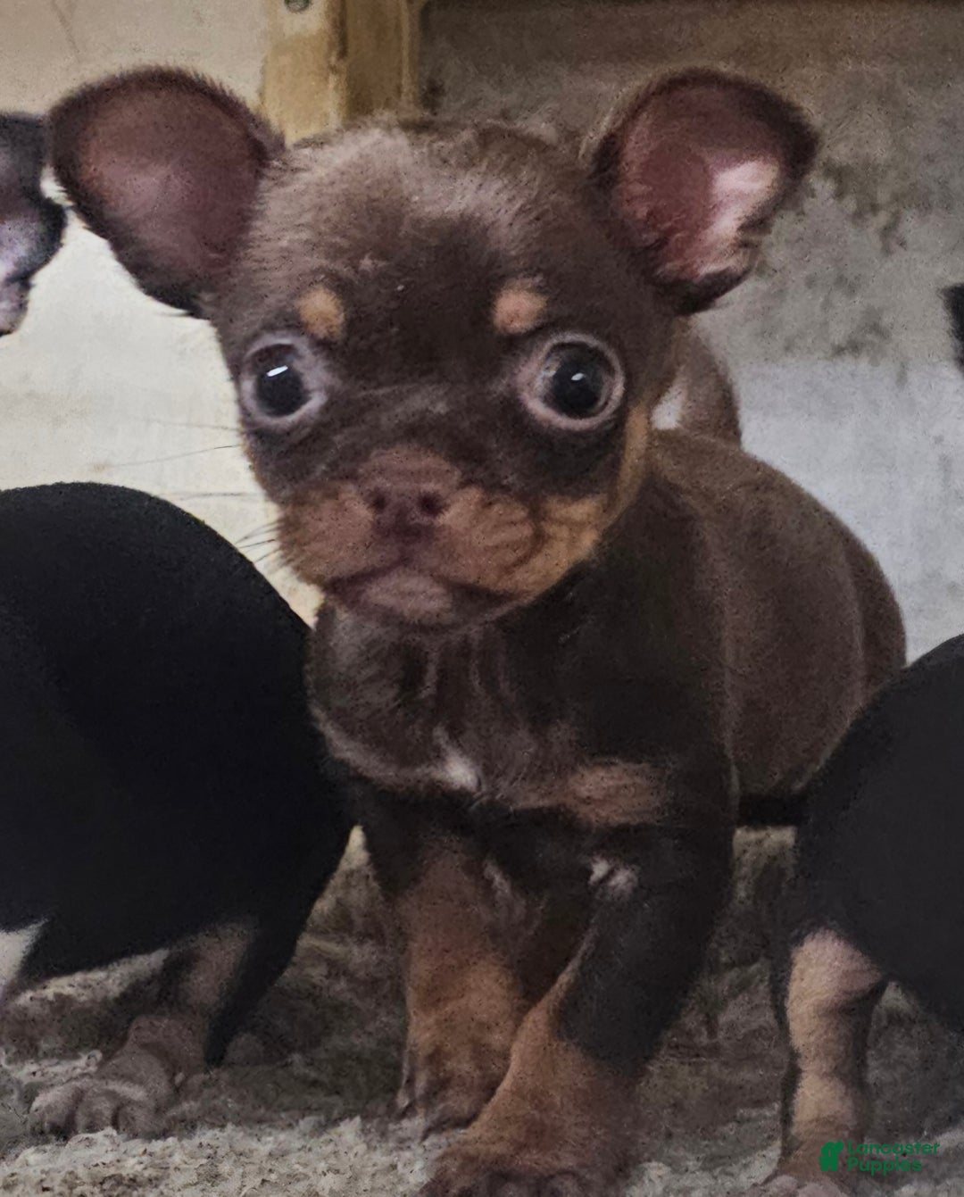 Chihuahua dogs for sale: Trixie - Ad 8