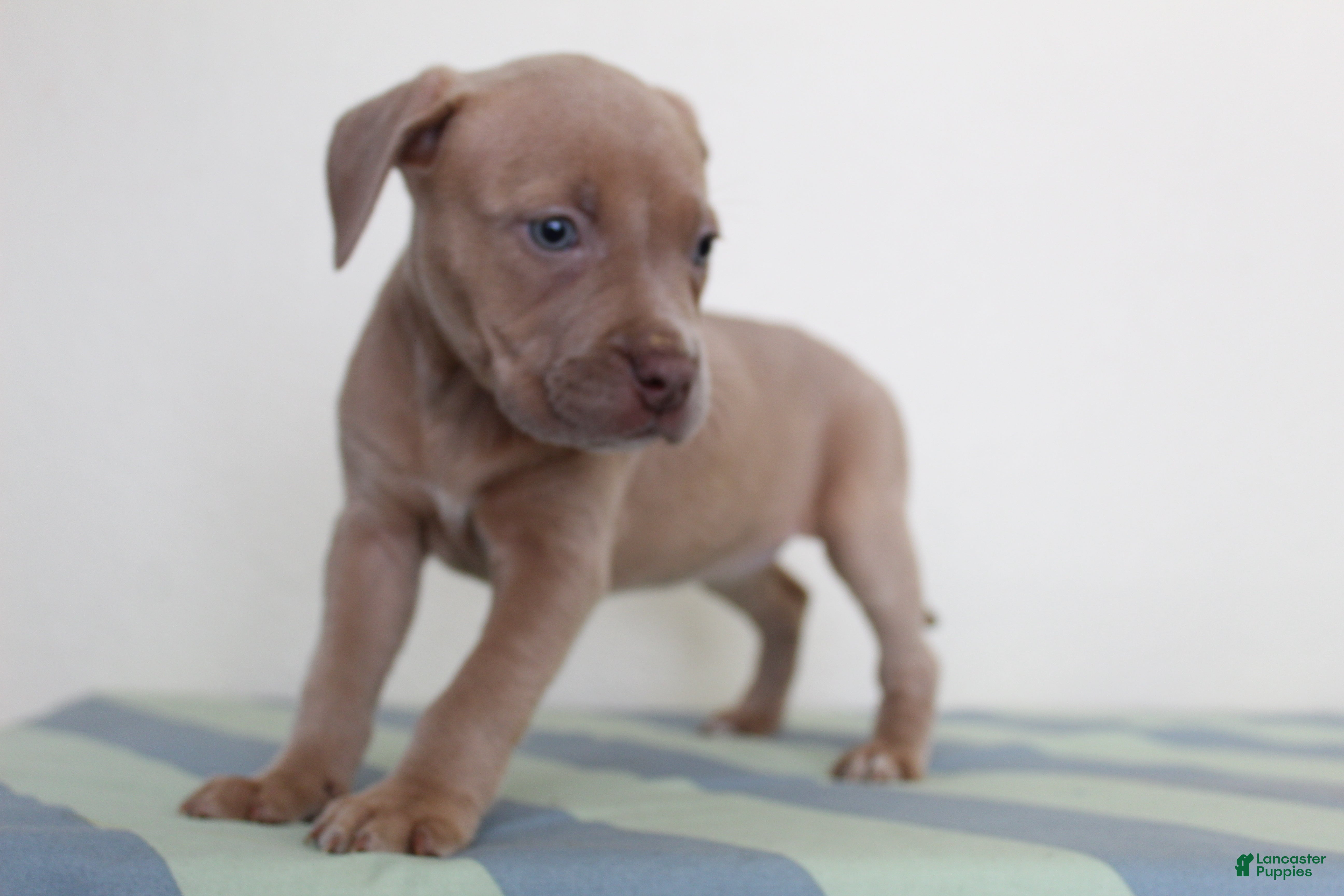 American Bully dogs American Bully 2 - Ad 9