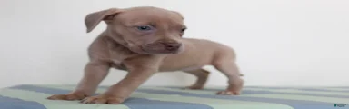 American Bully 2