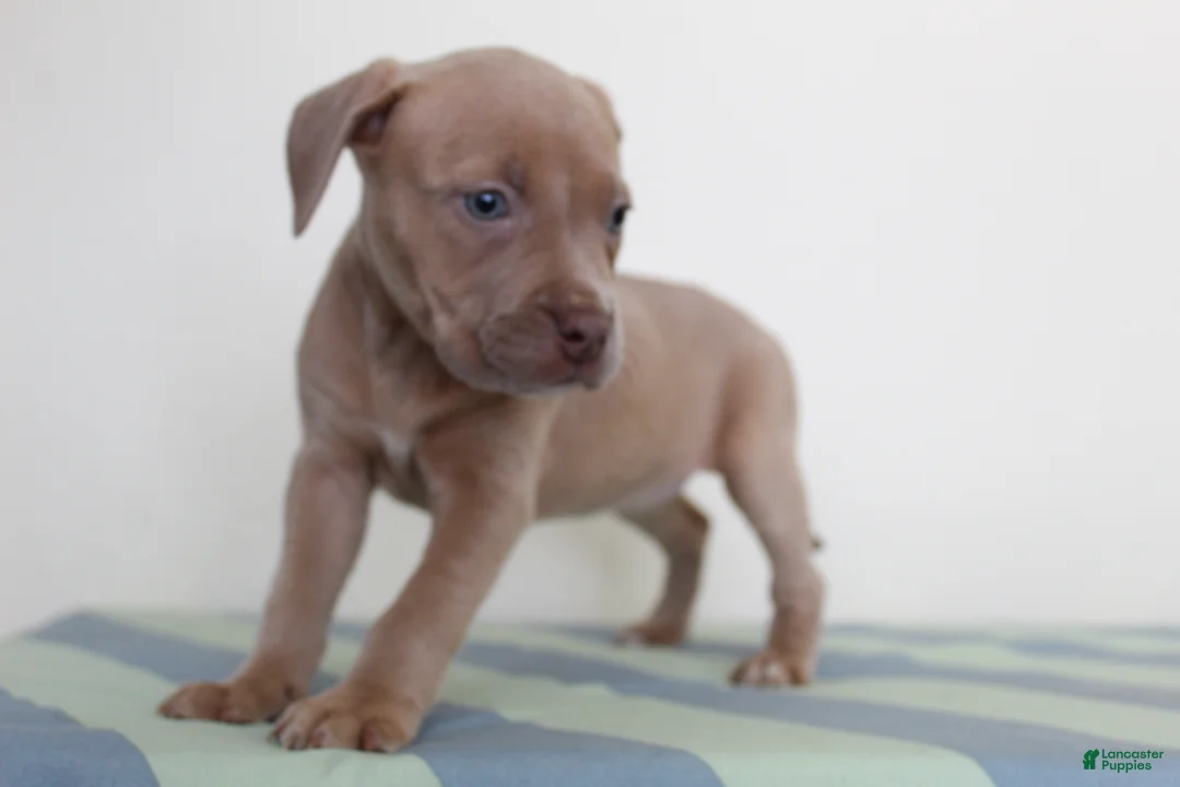 American Bully dogs for sale: American Bully 2 - Ad 1