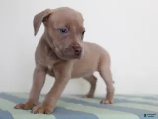 American Bully dogs American Bully 2 - Ad 40