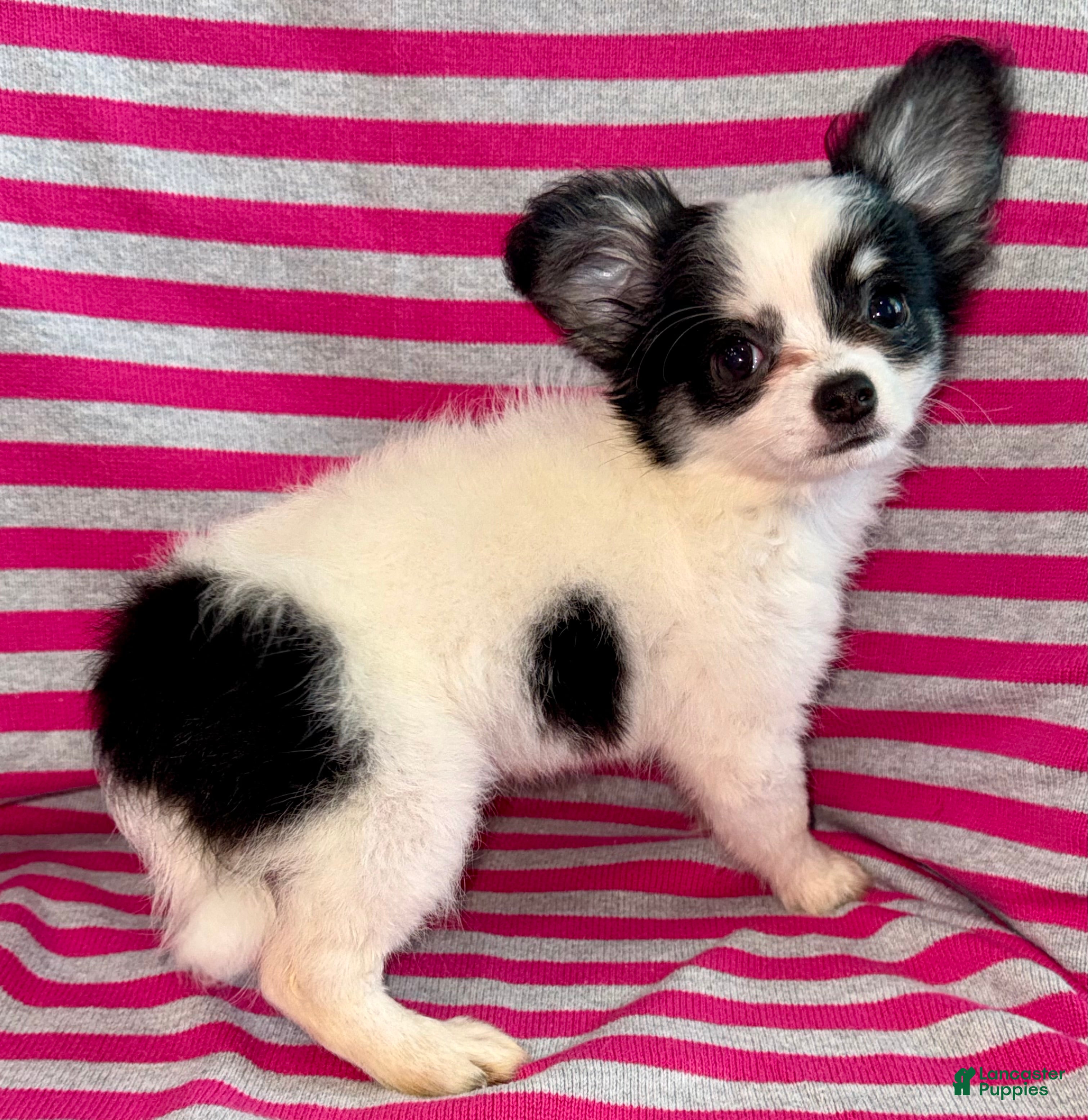 Chihuahua dogs Oreo  - Ad 1