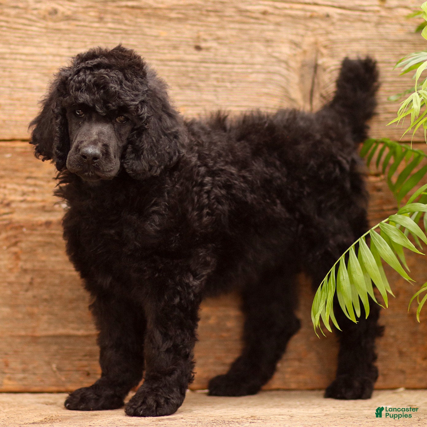 Standard Poodle dogs Dora - Ad 1