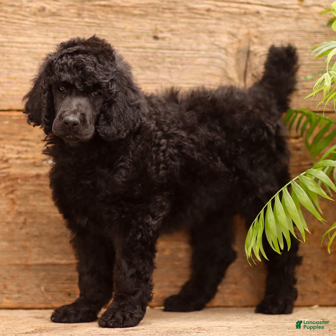 Standard Poodle dogs for sale: Dora - Ad 1