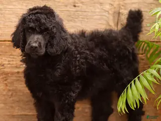 Standard Poodle dogs for sale: Dora - Ad 4