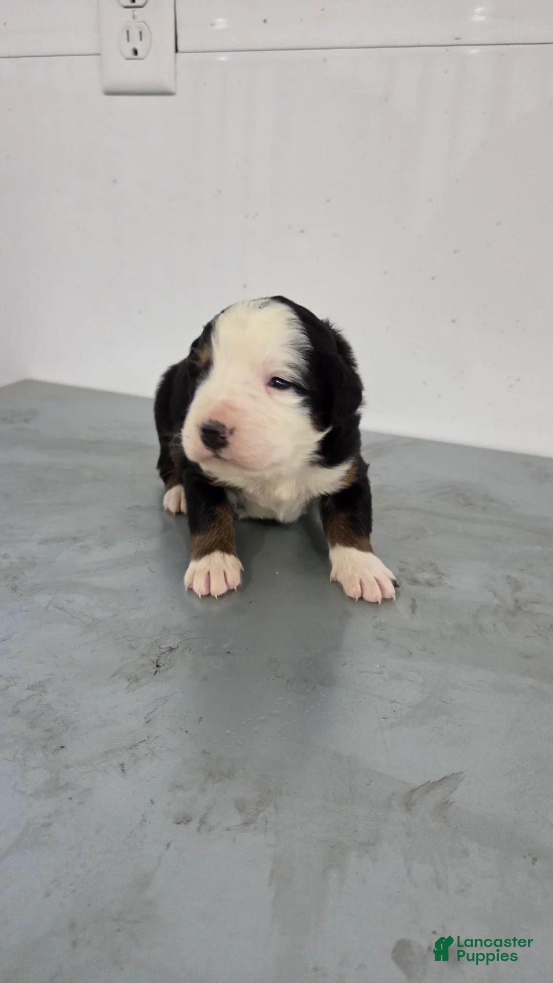 Bernese Mountain Dog dogs for sale: Bernese Mountain Dog Puppy 5 - Ad 1