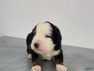 Bernese Mountain Dog dogs Bernese Mountain Dog Puppy 5 - Ad 42