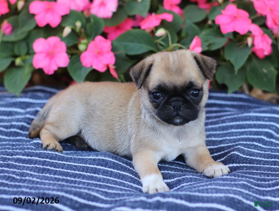 Pug dogs Betsy - Ad 2