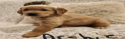 Golden Retriever dogs for sale: Golden Retriever Puppy Archie - Ad 2