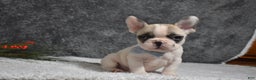 French Bulldog dogs for sale: Walter  - Ad 1