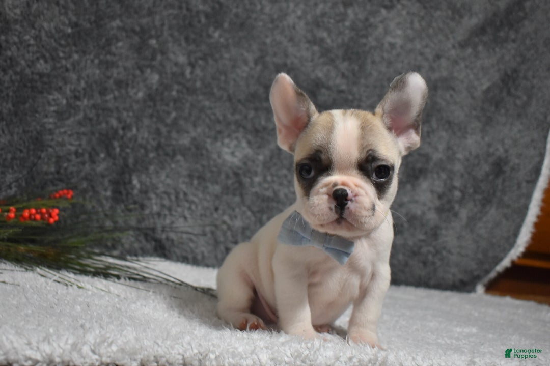 French Bulldog dogs for sale: Walter  - Ad 1