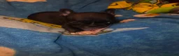 French Bulldog dogs for sale: BARRY black and tan - Ad 3