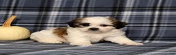 Teddy Bear dogs for sale: Kevin - Ad 5
