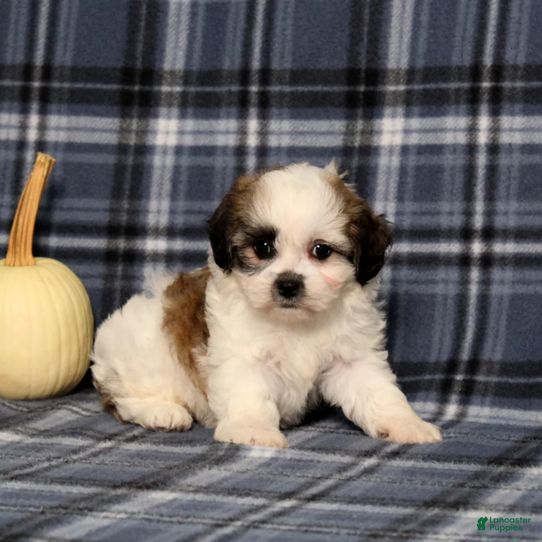 Teddy Bear dogs for sale: Kevin - Ad 5