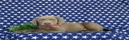 Labrador Retriever dogs for sale: Waylon - Ad 5