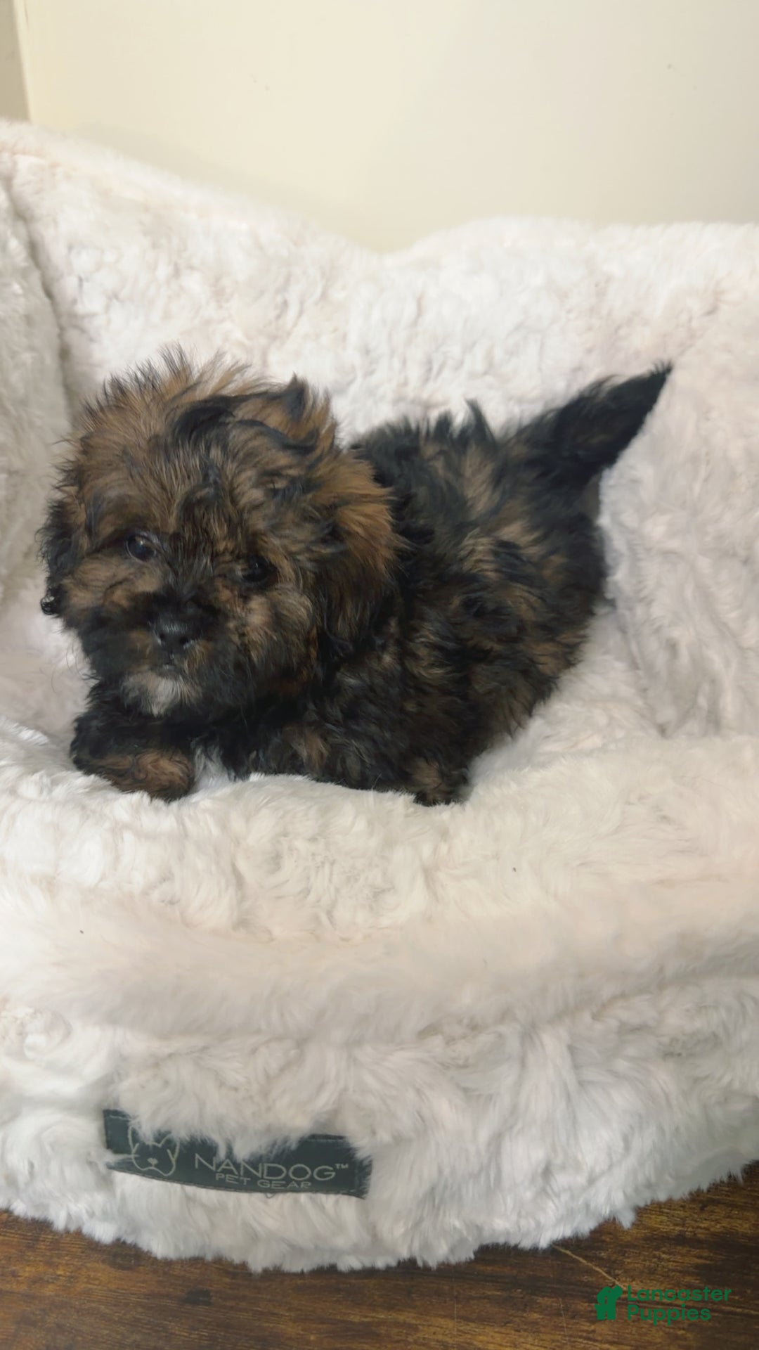 Shihpoo dogs for sale: Ziggy  - Ad 3