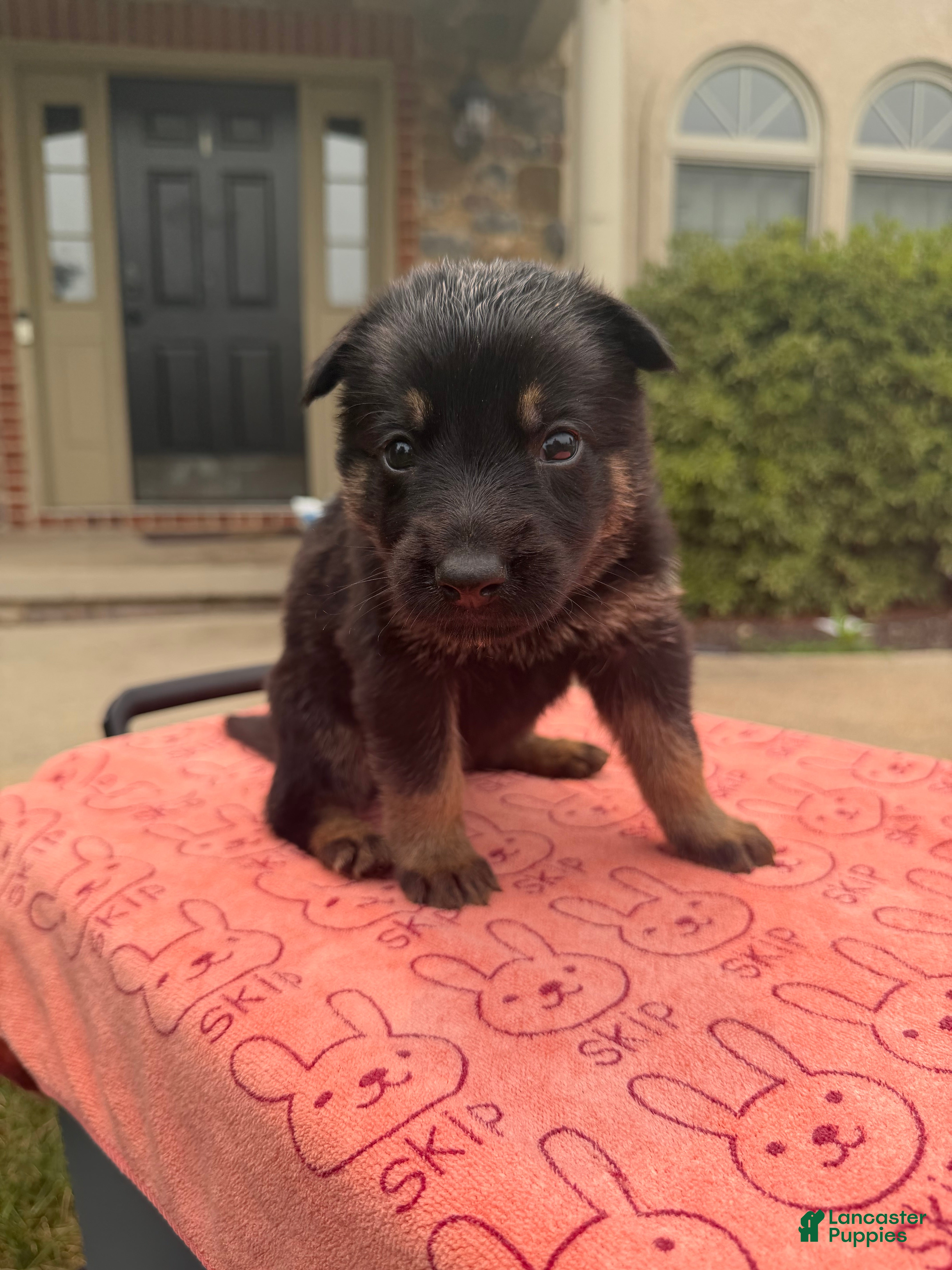 German Shepherd dogs Theodore jr - Ad 2