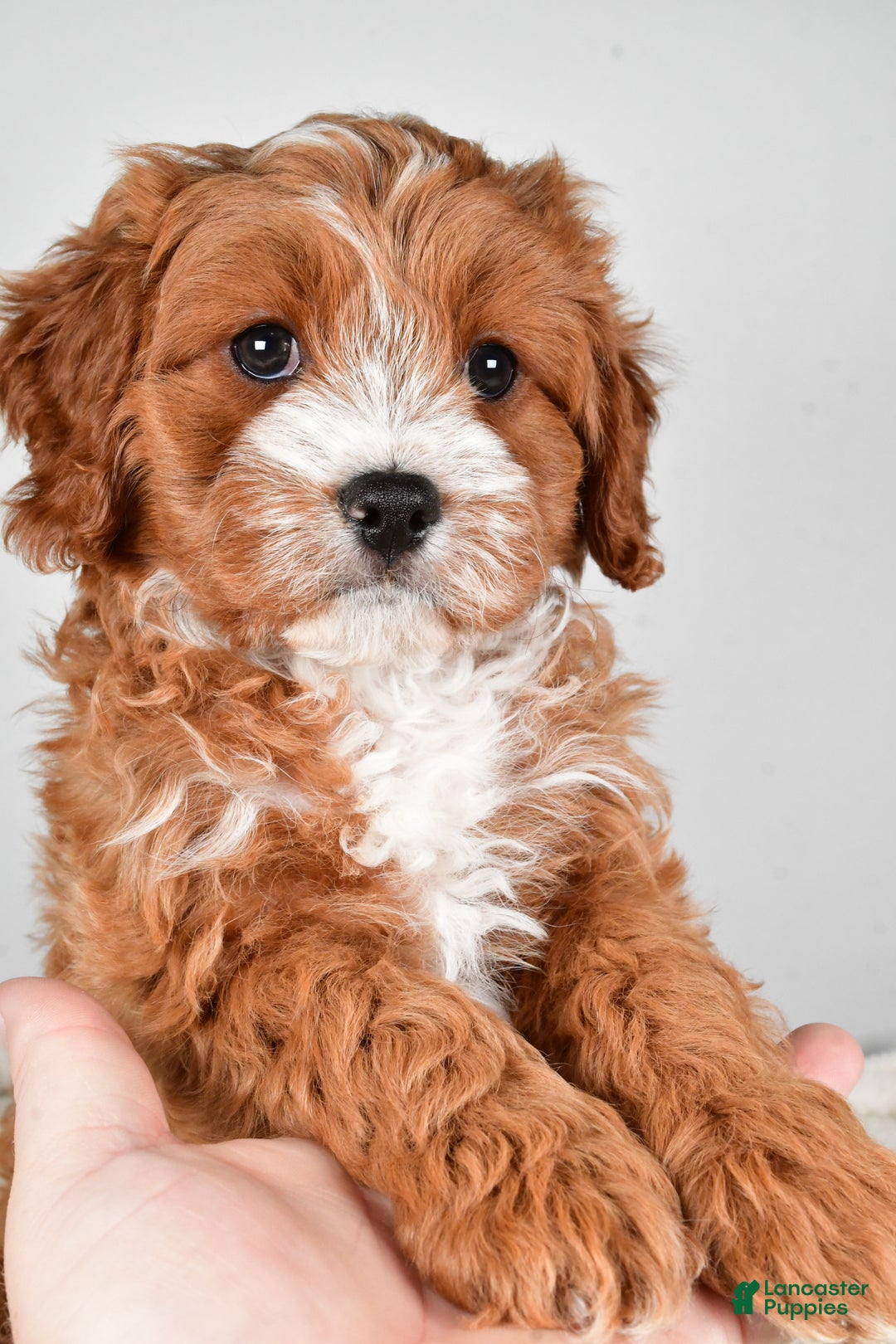 Cavapoo dogs for sale: Hazel - Ad 2