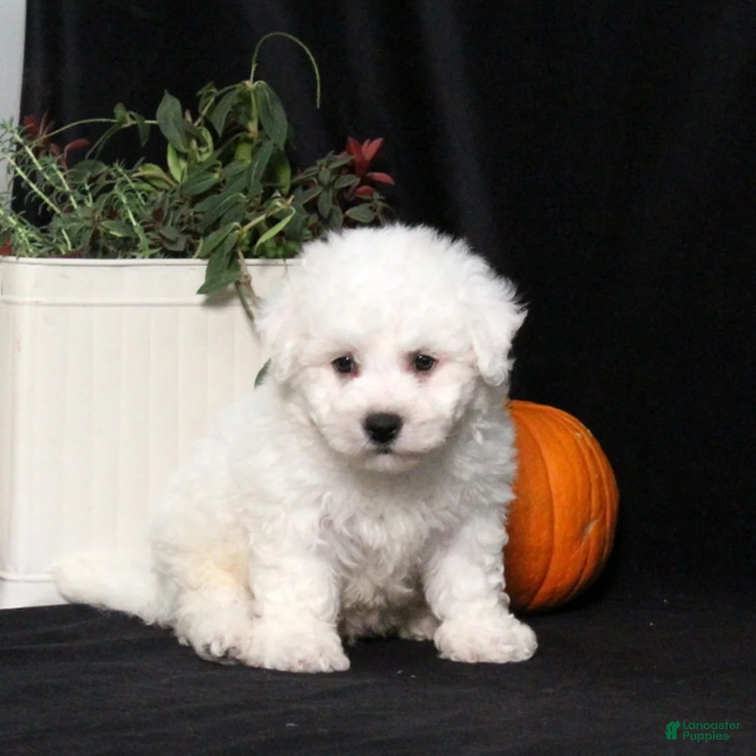 Bichon Frise dogs for sale: Lucky - Ad 5