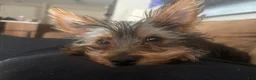 Yorkshire Terrier dogs for sale: Yorkshire Terrier Puppy 1 - Ad 1