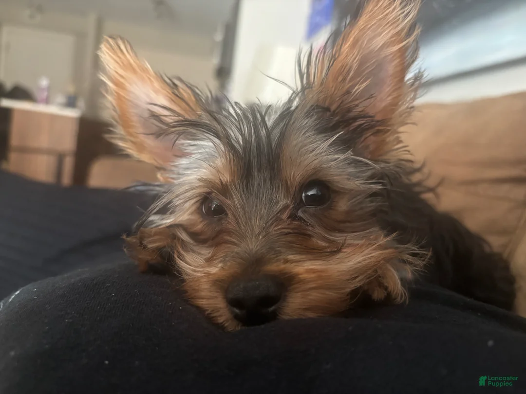 Yorkshire Terrier dogs for sale: Yorkshire Terrier Puppy 1 - Ad 1