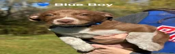 Mixed Breed dogs for sale: Blue - Ad 1