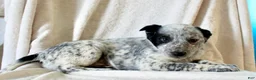 Australian Cattle Dog dogs for sale: Randy - Ad 6