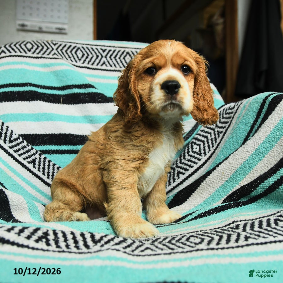 Cocker Spaniel dogs Crandle - Ad 2