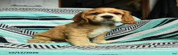 Cocker Spaniel dogs for sale: Crandle - Ad 2