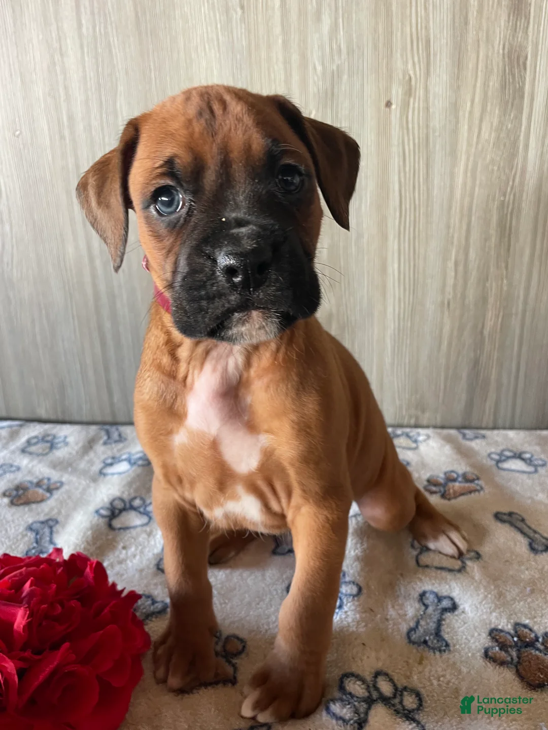 Boxer dogs for sale: Benny - Ad 3